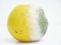 Orange fruit isolated background fruit healthful mold funghi detail SÃÆÃÂ£o Paulo Brazil