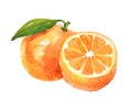 Orange fruit with leaf, watercolor illustration