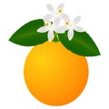 Orange fruit with leaves and blossom, isolated on white background.