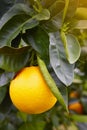 Orange fruit on an orange tree. Organic, healthy food