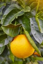 Orange fruit on an orange tree. Organic healthy food