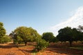 Orange fruit orchard