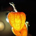 The orange fruit of the physalis is illuminated by the back light. Orange flashlight. Close up. Royalty Free Stock Photo