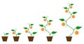 Orange fruit plant growth phase