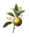 19th century carving of orange fruit by Pierre Joseph Redoute