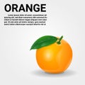 Orange fruit relistic vector illustration