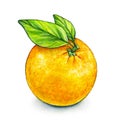 Orange fruit ripe with green leaves. Handwork. Tropical fruit. Healthy food. Watercolor