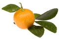 Orange fruit. sweet calamondin