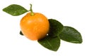 Orange fruit. sweet calamondin Royalty Free Stock Photo