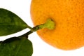 Orange fruit. sweet detail Royalty Free Stock Photo