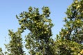 Orange fruit tree, agar, madhya pradesh, india Royalty Free Stock Photo