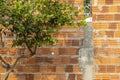 orange fruit tree with a brick wall in the background Royalty Free Stock Photo
