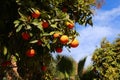 Orange fruit on a tree in Morocco Royalty Free Stock Photo
