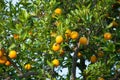 Orange fruit tree with oranges Royalty Free Stock Photo