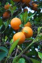 Orange fruit tree with oranges Royalty Free Stock Photo