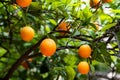 Orange fruit on the trees Royalty Free Stock Photo
