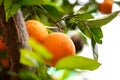 Orange fruit on the trees Royalty Free Stock Photo