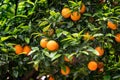 Orange fruit on the trees