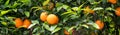 Orange fruit on the trees