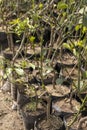 Orange fruit trees seedlings in a plant nursery Royalty Free Stock Photo