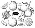 Orange fruit vector drawing set. Summer food engraved illustration.