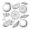 Orange fruit vector drawing set. Summer food engraved illustration.