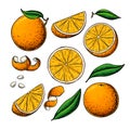 Orange fruit vector drawing. Summer food engraved illustration Isolated hand drawn slice, whole and half orange Royalty Free Stock Photo