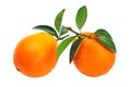 Orange fruit