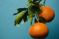 Orange fruite wallpaper