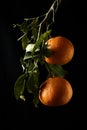 Orange fruite wallpaper