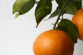 Orange fruite wallpaper