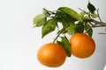 Orange fruite wallpaper