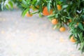 Orange fruits on a branch in citrus garden, copy space Royalty Free Stock Photo