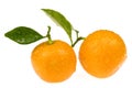 Orange fruits. calamondis