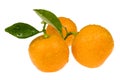 Orange fruits. calamondis