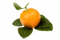 Orange fruits. calamondis