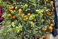 Orange fruits chinese on branch of tree in pot in front of house