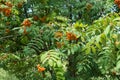 Orange fruits among green leafage of rowan