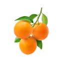 Orange fruits hangging with branch and green leaves Royalty Free Stock Photo