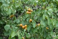 Orange fruits in the leafage of apricot