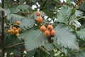 Orange fruits and leafage of whitebeam tree