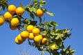 Orange fruits