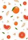 Orange fruits and slice seamless pattern with cute leaves on white background. Grapefruit citrus fruit vector Royalty Free Stock Photo