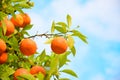 Orange fruits tree against blue sky with green leaves on tree