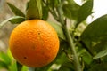 Orange fruits on trees with green leaves - Citrus sinensis Royalty Free Stock Photo