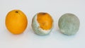 Orange fruits in various stages of decomposing, showing decomposition process.