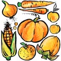 Orange fruits and vegetables. Watercolor hand drawn fruits and vegetables.