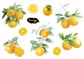 Orange fruits watercolor set hand draw illustration.