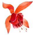 Orange fuchsia floral botanical flower. Watercolor background illustration set. Isolated fuchsia illustration element.