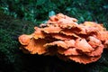 Orange Fungi Royalty Free Stock Photo